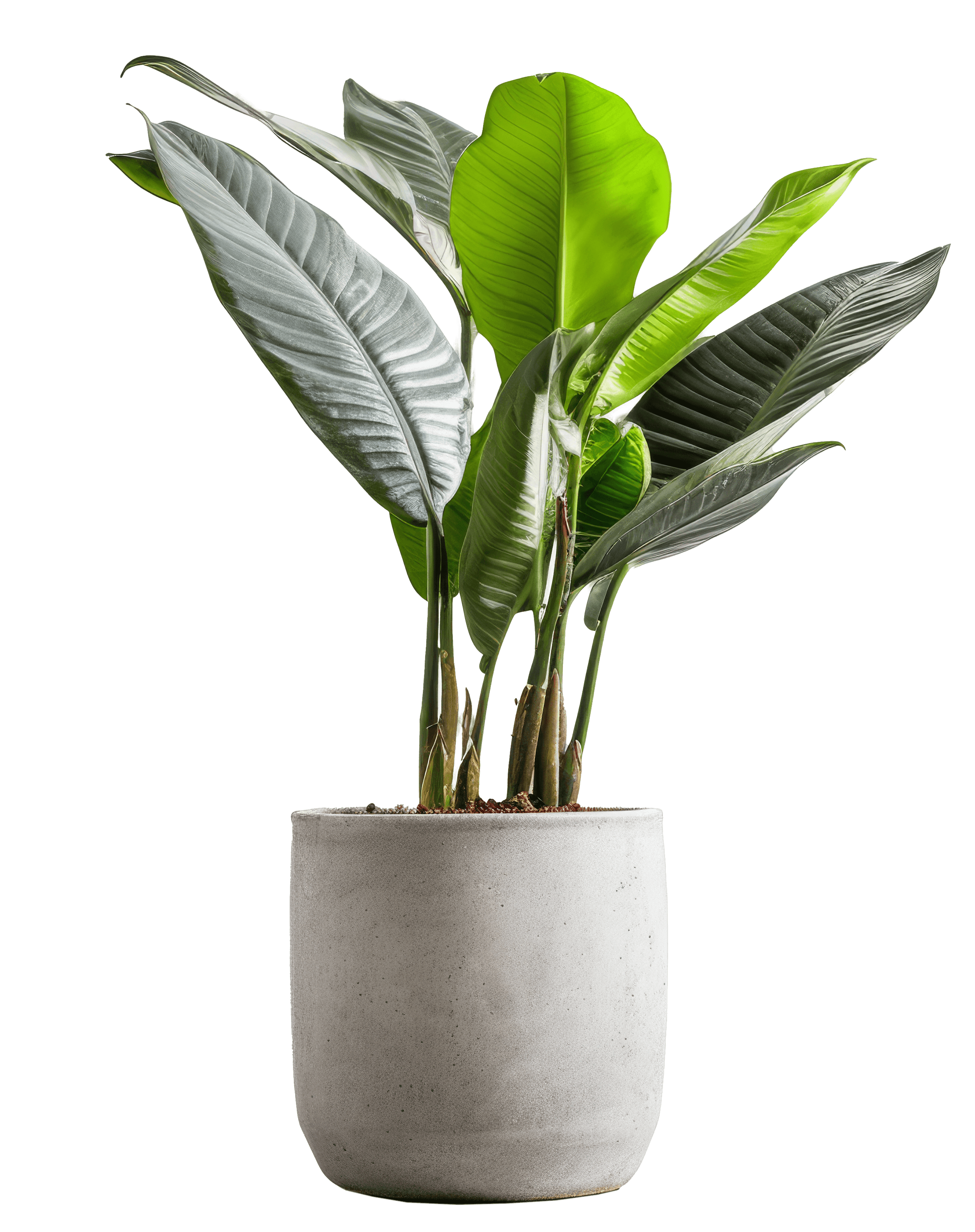 Green Diaphan Plant Calathea Orbifolia