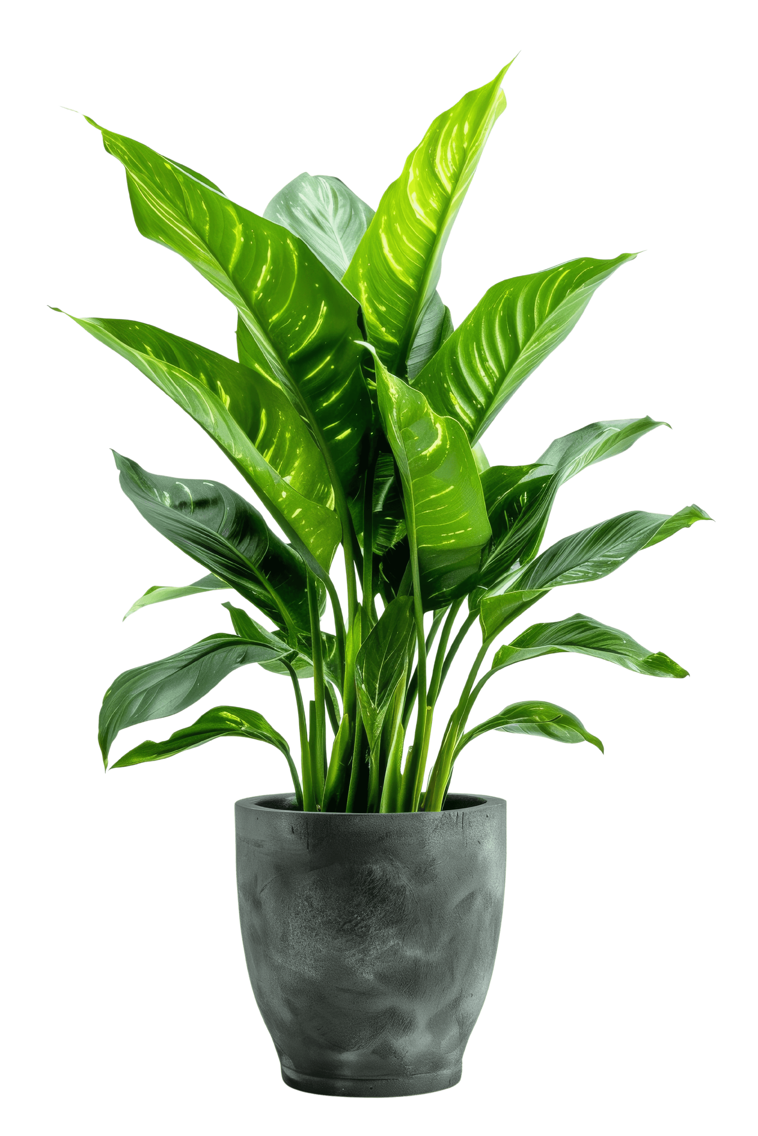 Green Diaphan Plant Dumb Cane