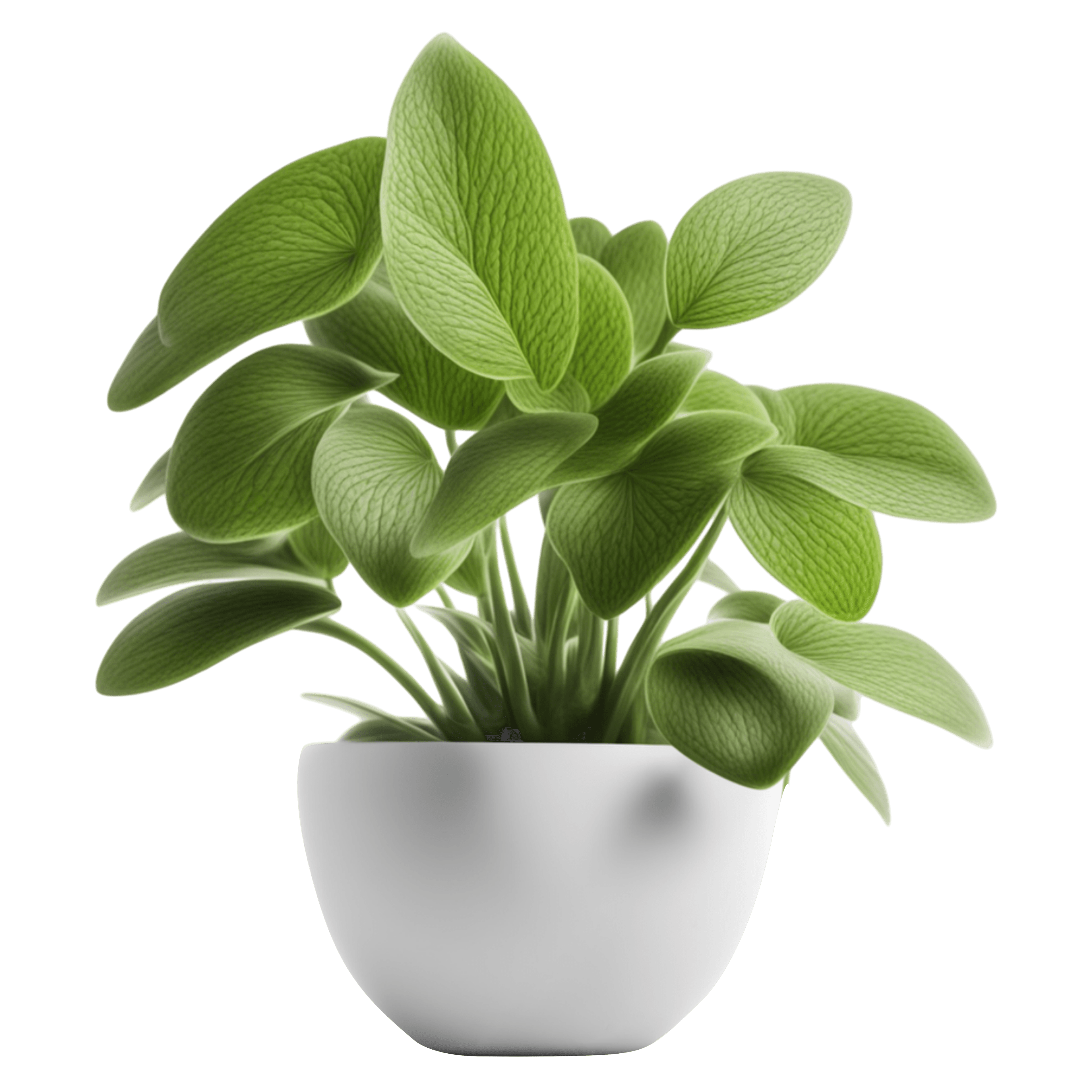 Green Diaphan Plant Money Plant