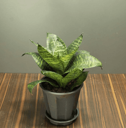 snake-plant